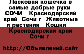 Ласковая кошечка в самые добрые руки! СОЧИ - Краснодарский край, Сочи г. Животные и растения » Кошки   . Краснодарский край,Сочи г.